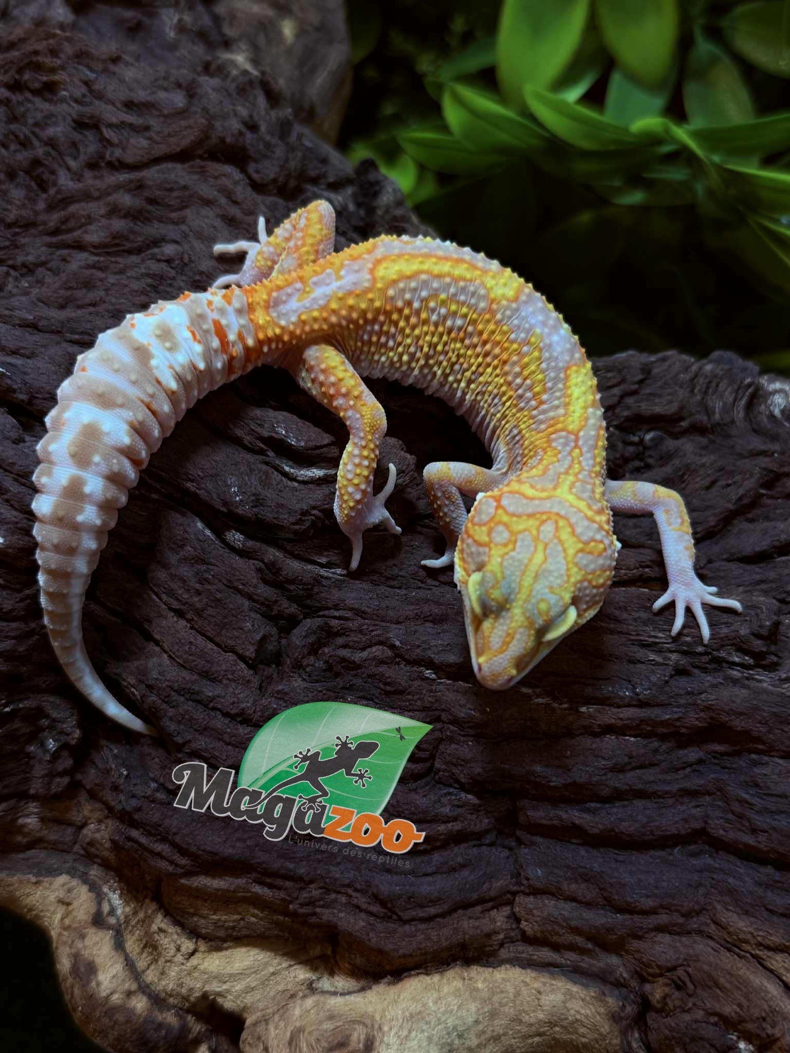 Magazoo Gecko léopard Red Diamond het tremper Femelle 28/06/25