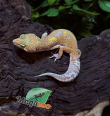 Magazoo Red Diamond het tremper Female Leopard gecko  06/28/25