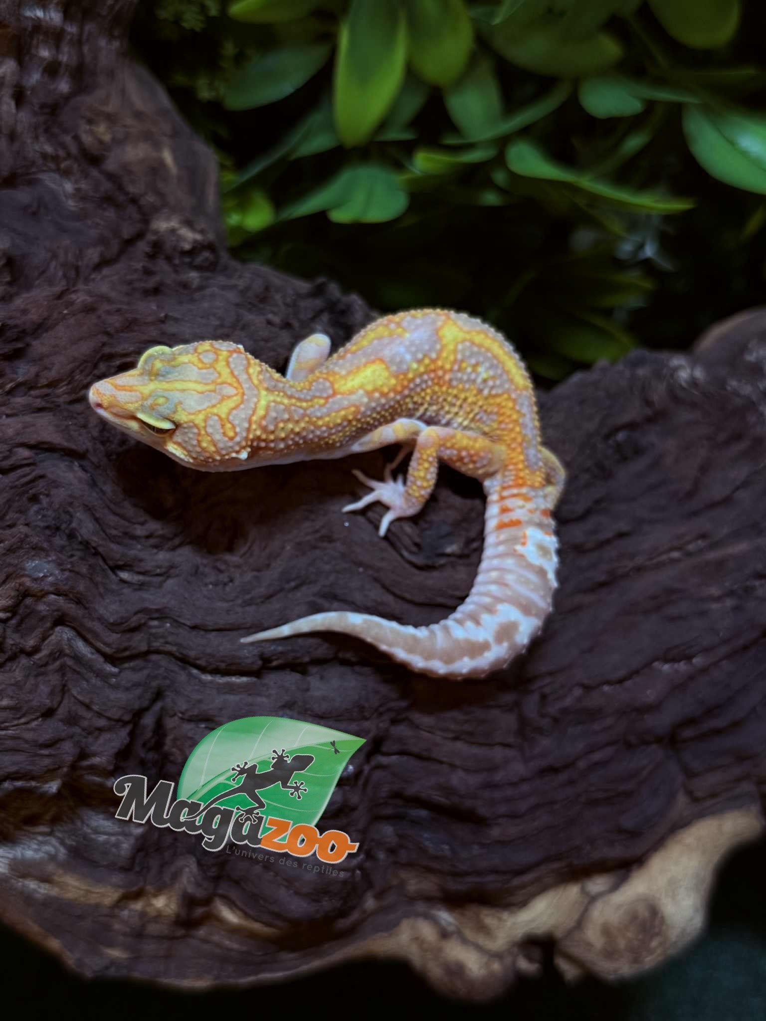 Magazoo Gecko léopard Red Diamond het tremper Femelle 28/06/25