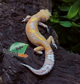 Magazoo Gecko léopard Red Diamond het tremper Femelle 28/06/25