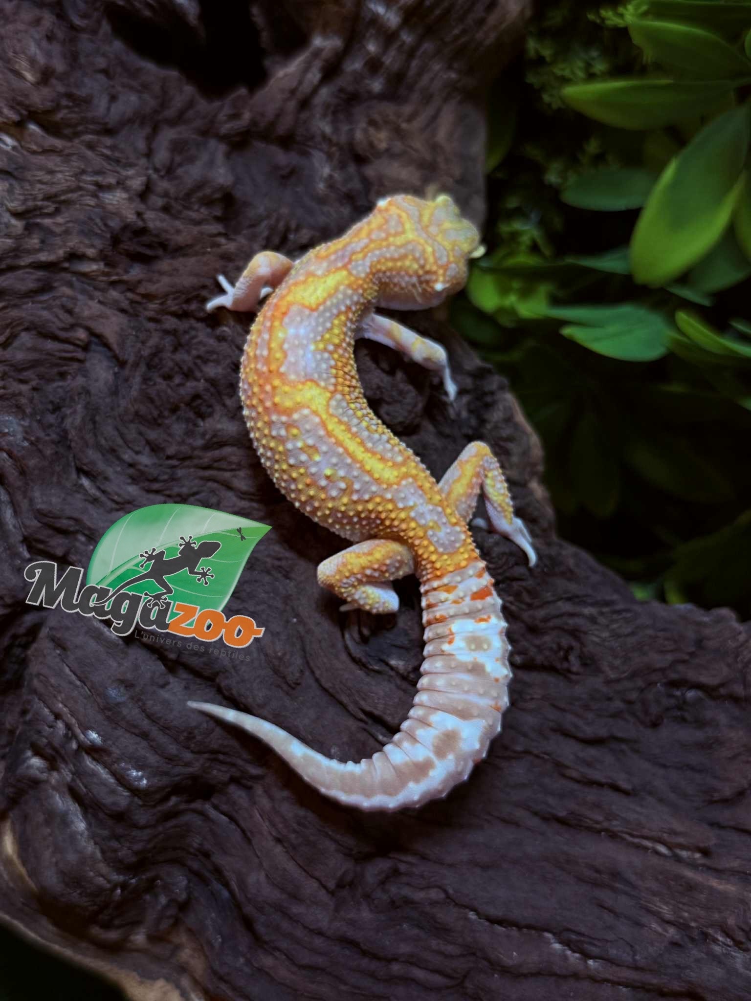 Magazoo Gecko léopard Red Diamond het tremper Femelle 28/06/25