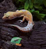 Magazoo Gecko léopard Red Diamond het tremper Femelle 28/06/25