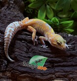Magazoo Red Diamond het tremper Female Leopard gecko  06/28/25