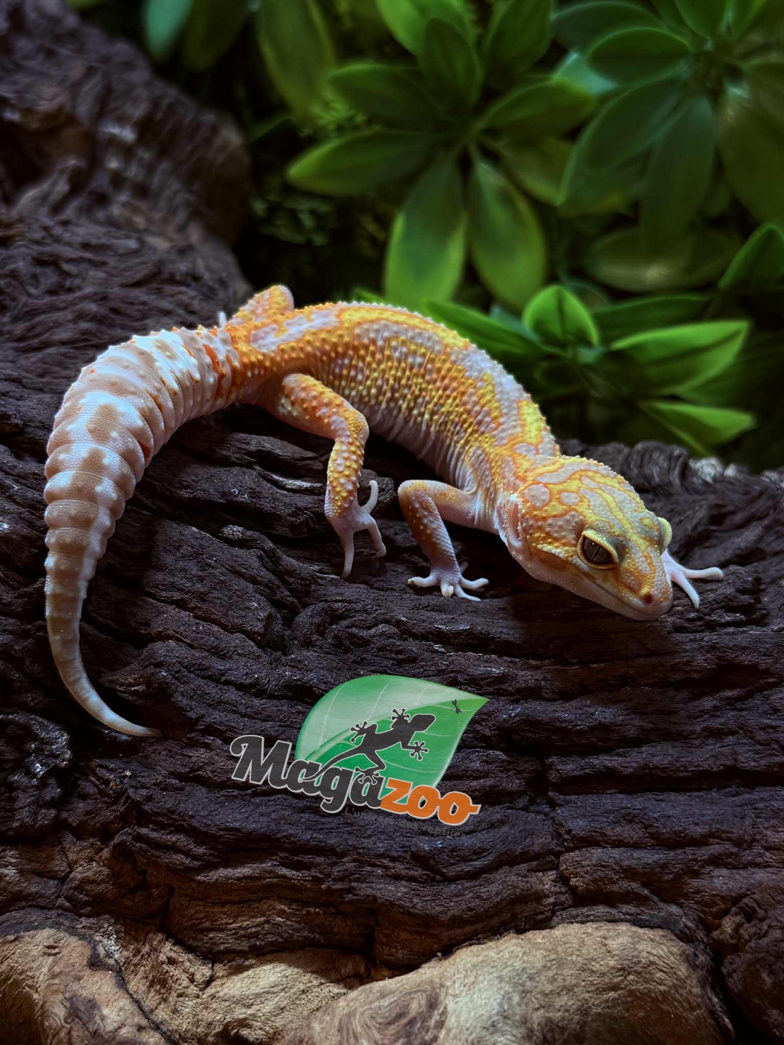 Magazoo Gecko léopard Red Diamond het tremper Femelle 28/06/25