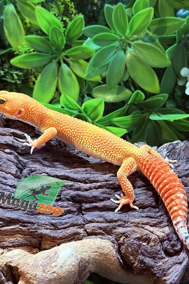 Magazoo Gecko léopard Super Hypo Tangerine Carrot tail Femelle 29/07/25