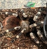 Magazoo Female White striped birdeather 3.5'' with terrarium 12X12X12''/Nhandu chromatus