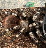 Magazoo Mygale brésilienne ligné blanche Femelle 3.5'' avec Terrarium 12X12X12''/Nhandu chromatus