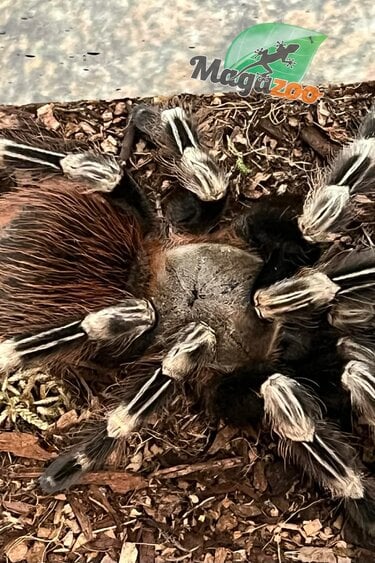 Magazoo Mygale brésilienne ligné blanche Femelle 3.5'' avec Terrarium 12X12X12''/Nhandu chromatus