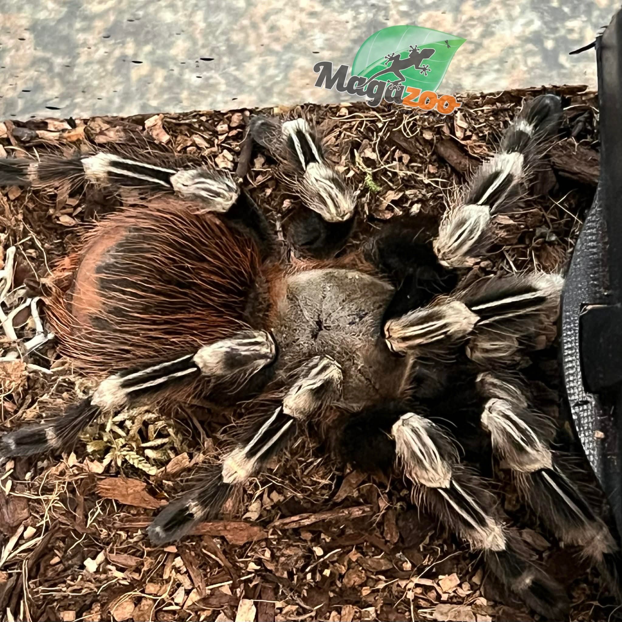 Magazoo Female White striped birdeather 3.5'' with terrarium 12X12X12''/Nhandu chromatus