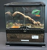 Magazoo Mygale brésilienne ligné blanche Femelle 3.5'' avec Terrarium 12X12X12''/Nhandu chromatus