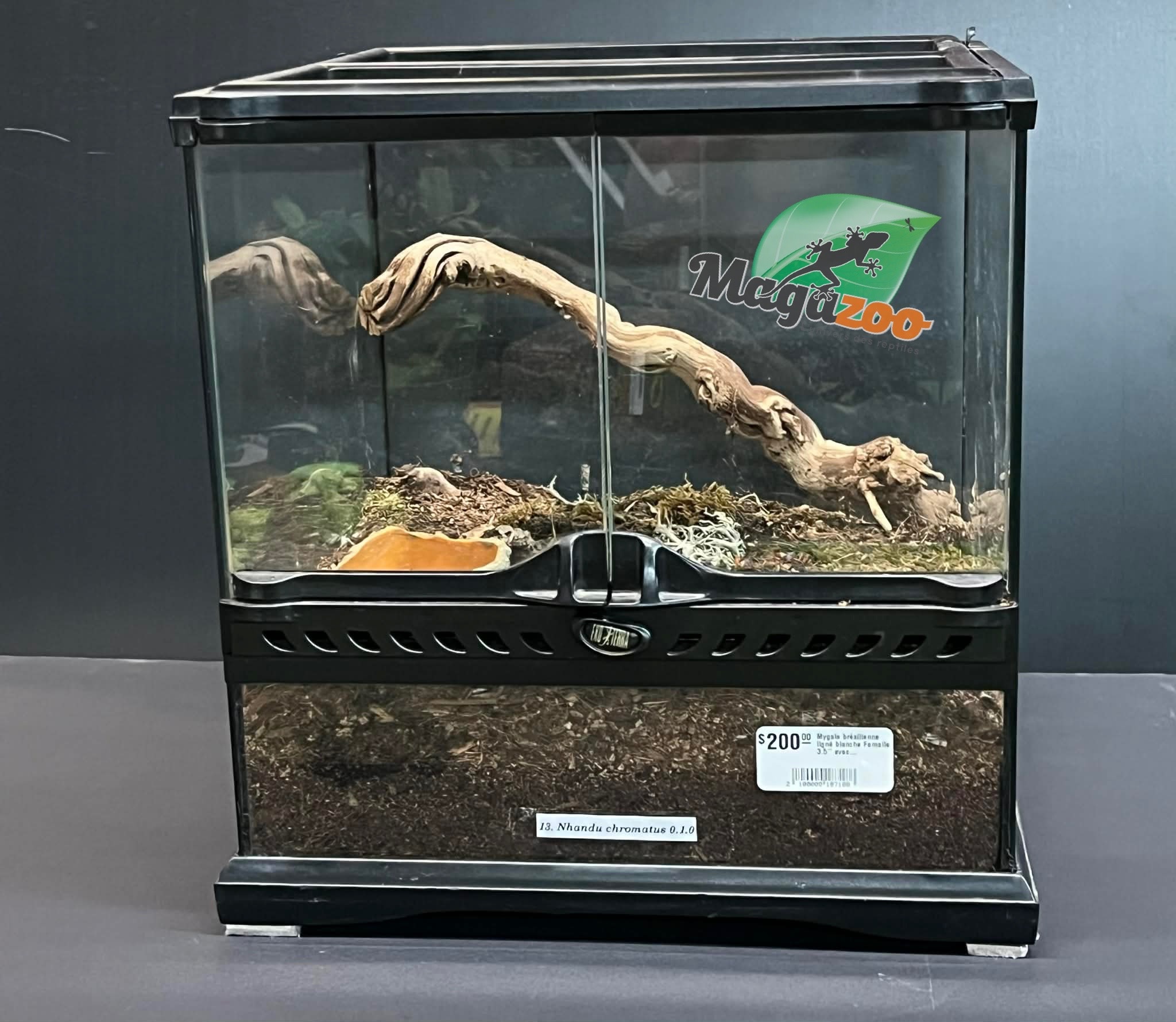 Magazoo Mygale brésilienne ligné blanche Femelle 3.5'' avec Terrarium 12X12X12''/Nhandu chromatus