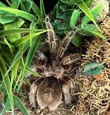 Magazoo Mygale rosée du Chili Femelle 3.5'' (Vendu avec Terrarium 12X12X12") / Grammostola rosea