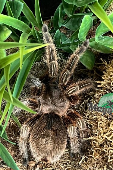 Magazoo Mygale rosée du Chili Femelle 3.5'' (Vendu avec Terrarium 12X12X12") / Grammostola rosea