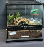 Magazoo Mygale rosée du Chili Femelle 3.5'' (Vendu avec Terrarium 12X12X12") / Grammostola rosea