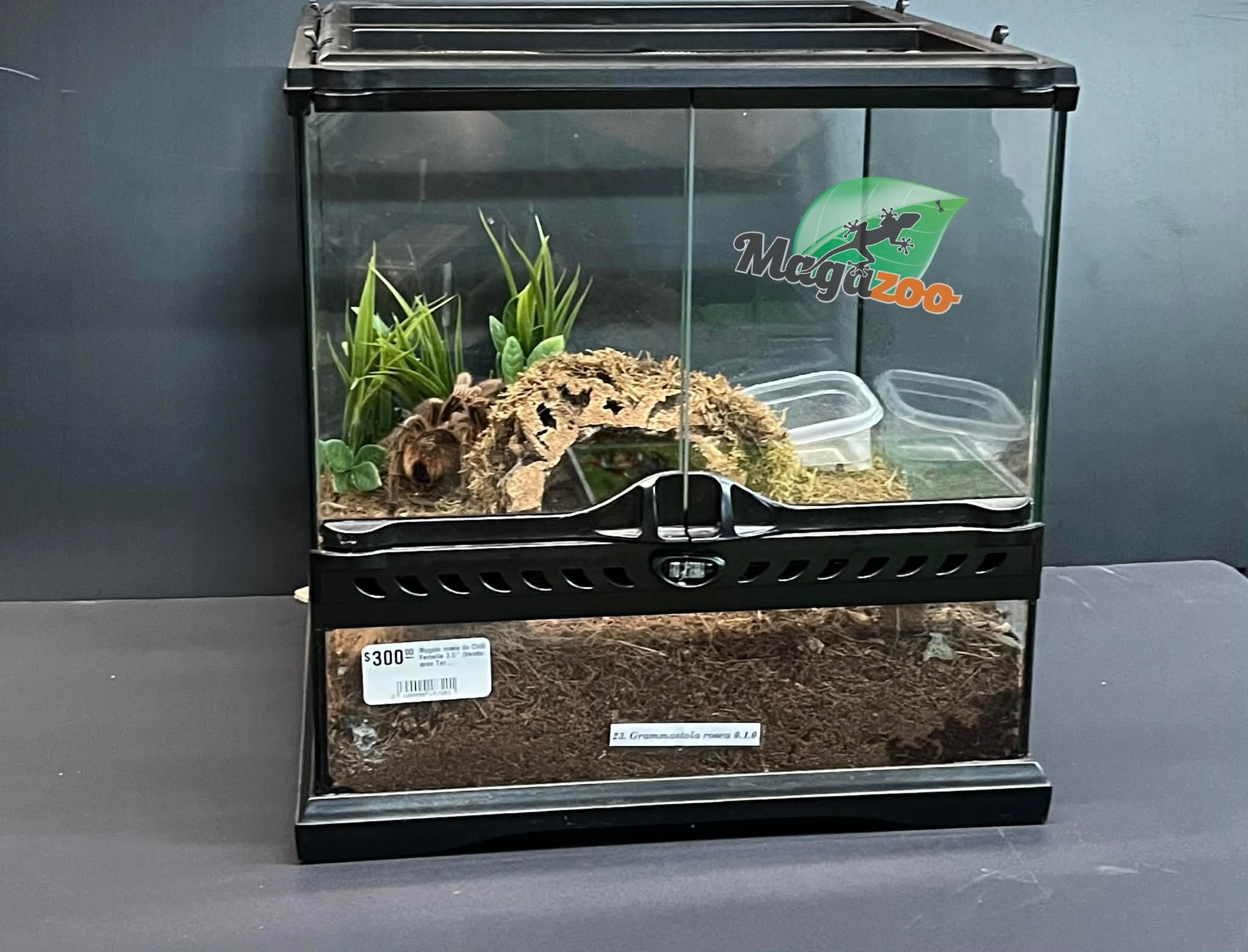 Magazoo Female Chilean rose tarantula 3.5" Sold with terrariumm 12X12X12" / Grammostola rosea