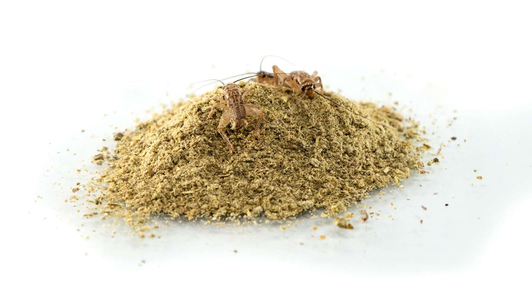 Zoomed ZOO MED ZM-175 Équilibre des insectes - Bug Balance Gut-Load