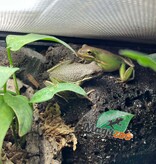 Magazoo Rainette verte de Floride