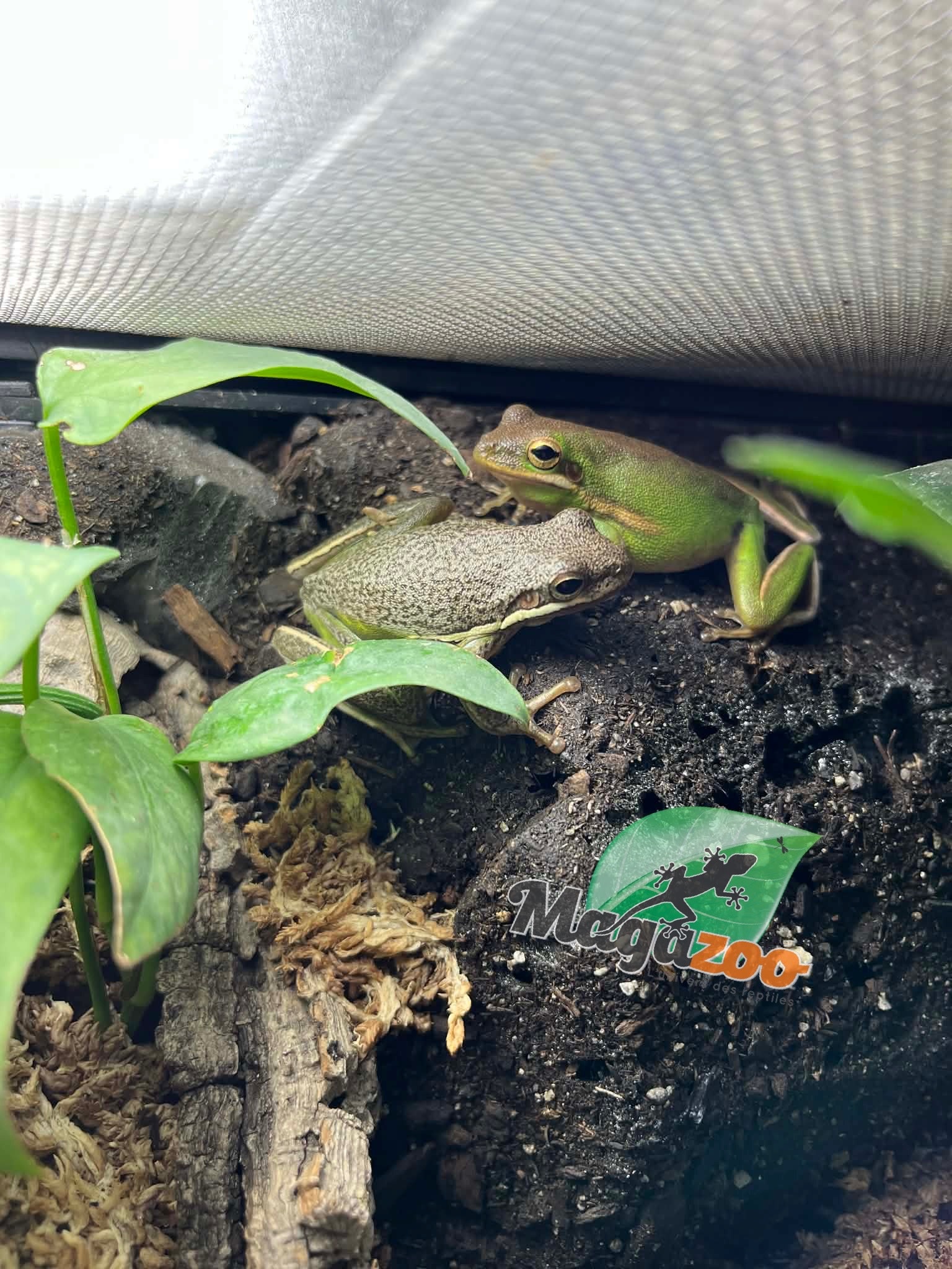 Magazoo Florida green tree frog