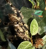 Magazoo Mygale ornementale indienne (Femelle 5'') Vendu avec enclos 12X12X18"/ Poecilotheria regalis