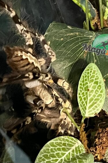 Magazoo Mygale ornementale indienne (Femelle 5'') Vendu avec enclos 12X12X18"/ Poecilotheria regalis
