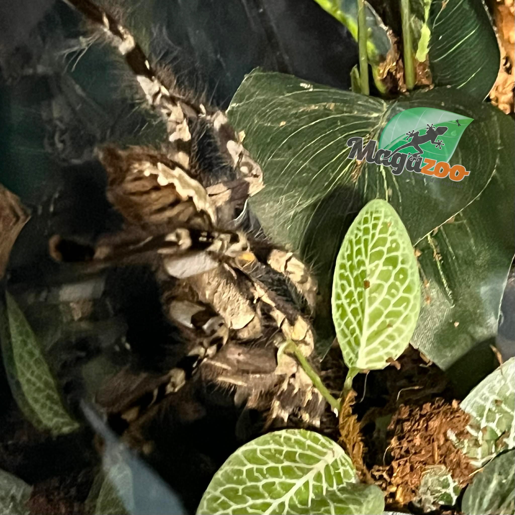 Magazoo Mygale ornementale indienne (Femelle 5'') Vendu avec enclos 12X12X18"/ Poecilotheria regalis