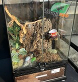 Magazoo Mygale ornementale indienne (Femelle 5'') Vendu avec enclos 12X12X18"/ Poecilotheria regalis