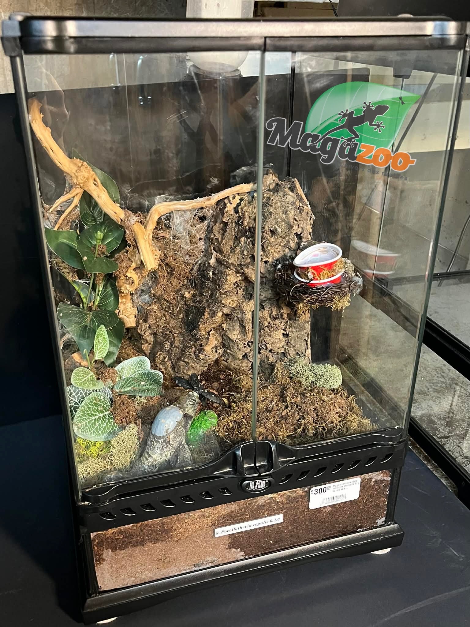 Magazoo Mygale ornementale indienne (Femelle 5'') Vendu avec enclos 12X12X18"/ Poecilotheria regalis