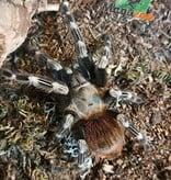 Magazoo Female White striped birdeather 3.5'' with terrarium 12X12X12''/Nhandu chromatus