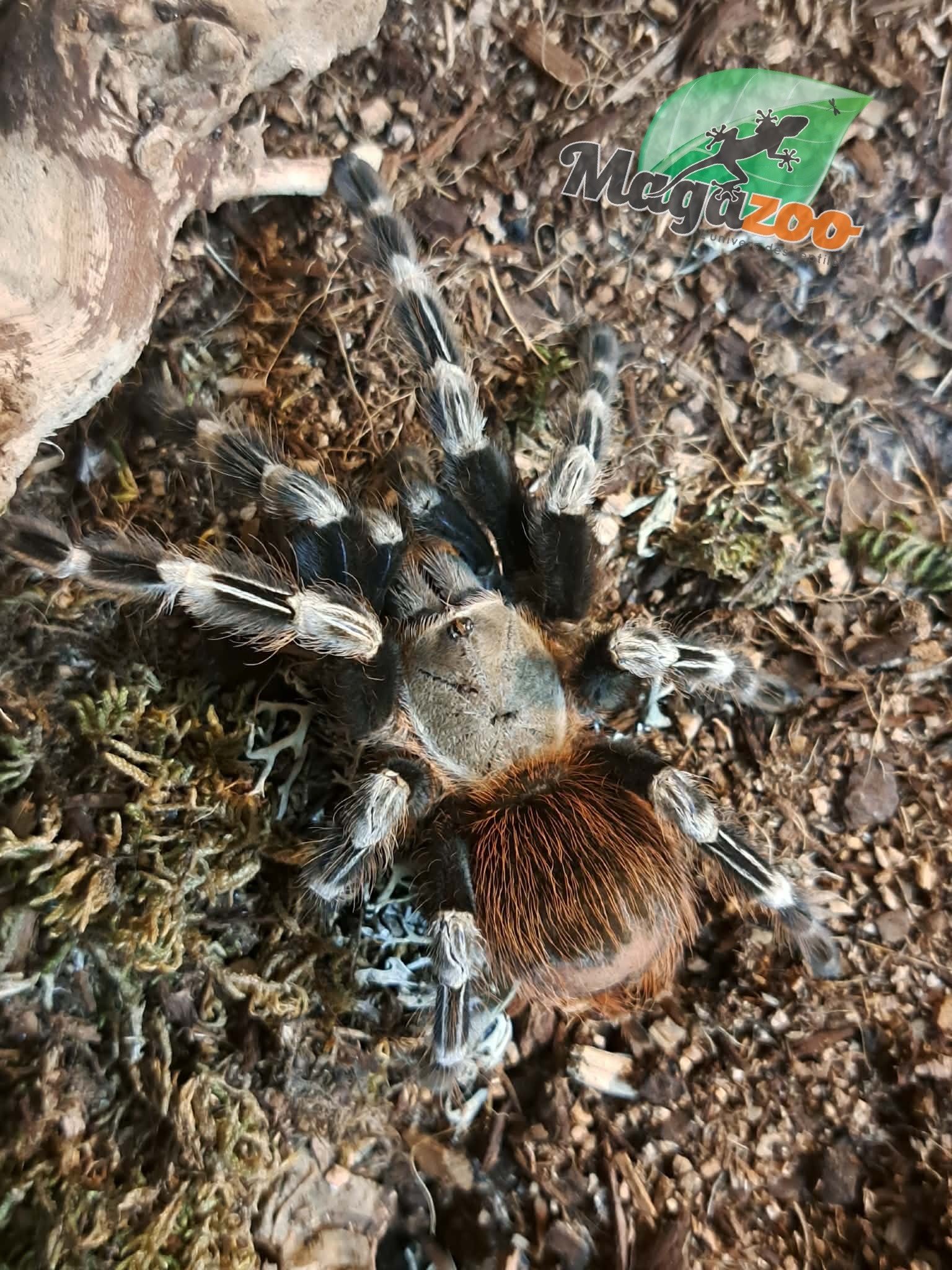 Magazoo Female White striped birdeather 3.5'' with terrarium 12X12X12''/Nhandu chromatus