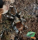 Magazoo Female White striped birdeather 3.5'' with terrarium 12X12X12''/Nhandu chromatus