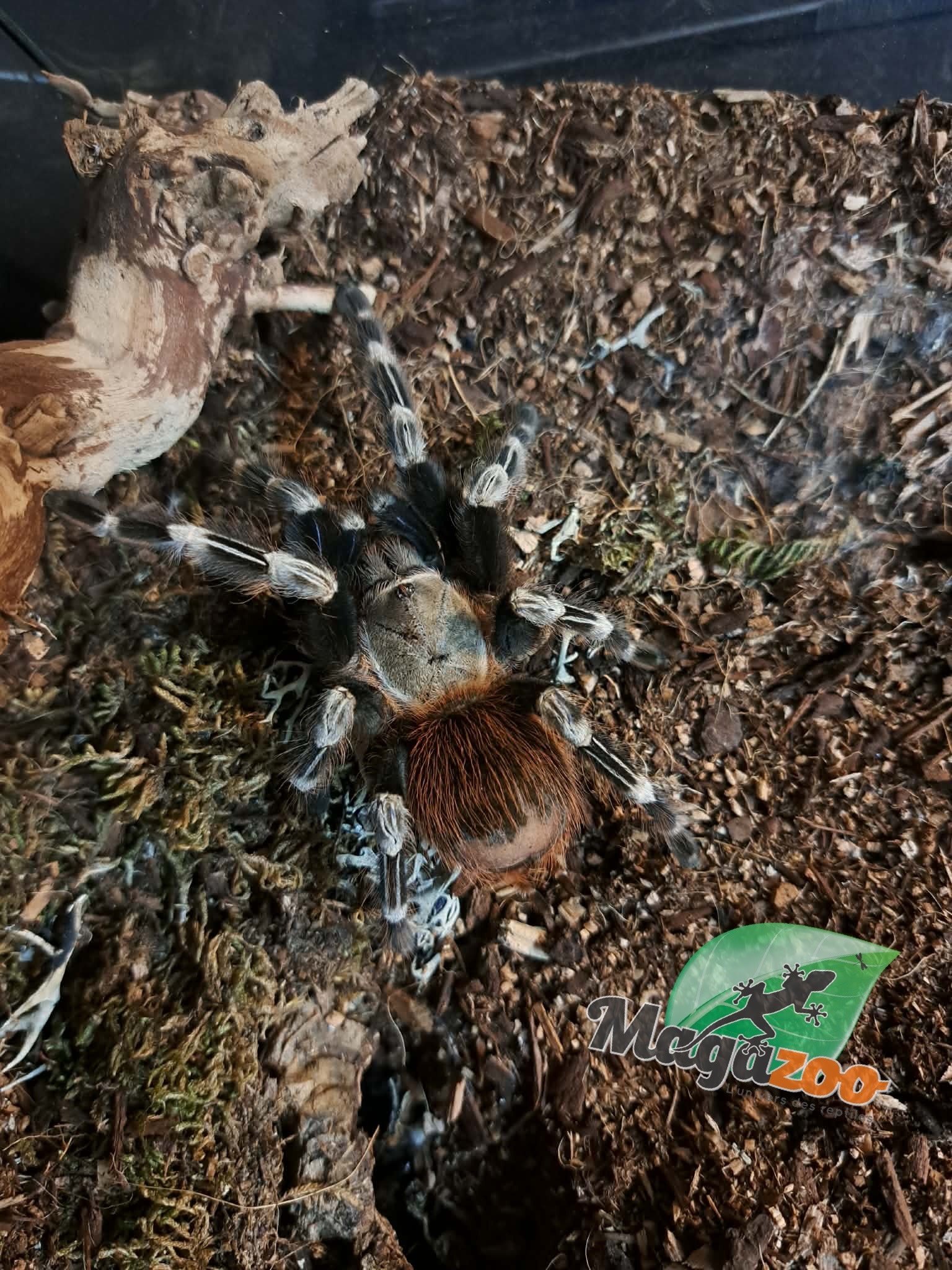 Magazoo Female White striped birdeather 3.5'' with terrarium 12X12X12''/Nhandu chromatus