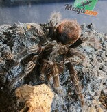 Magazoo Female Red rump tarantula 3'') Sold with terrarium 12X12X12"/ Tliltocatl vagans
