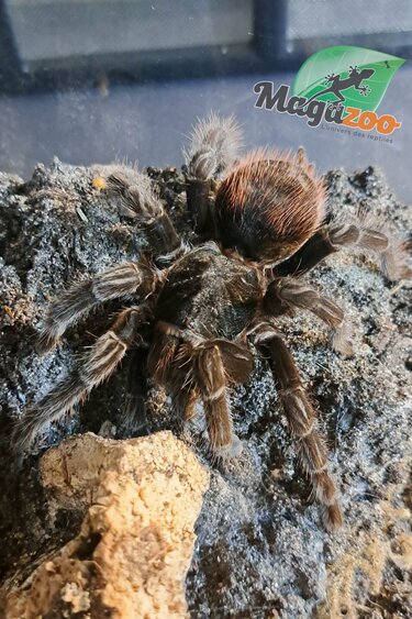 Magazoo Female Red rump tarantula 3'') Sold with terrarium 12X12X12"/ Tliltocatl vagans