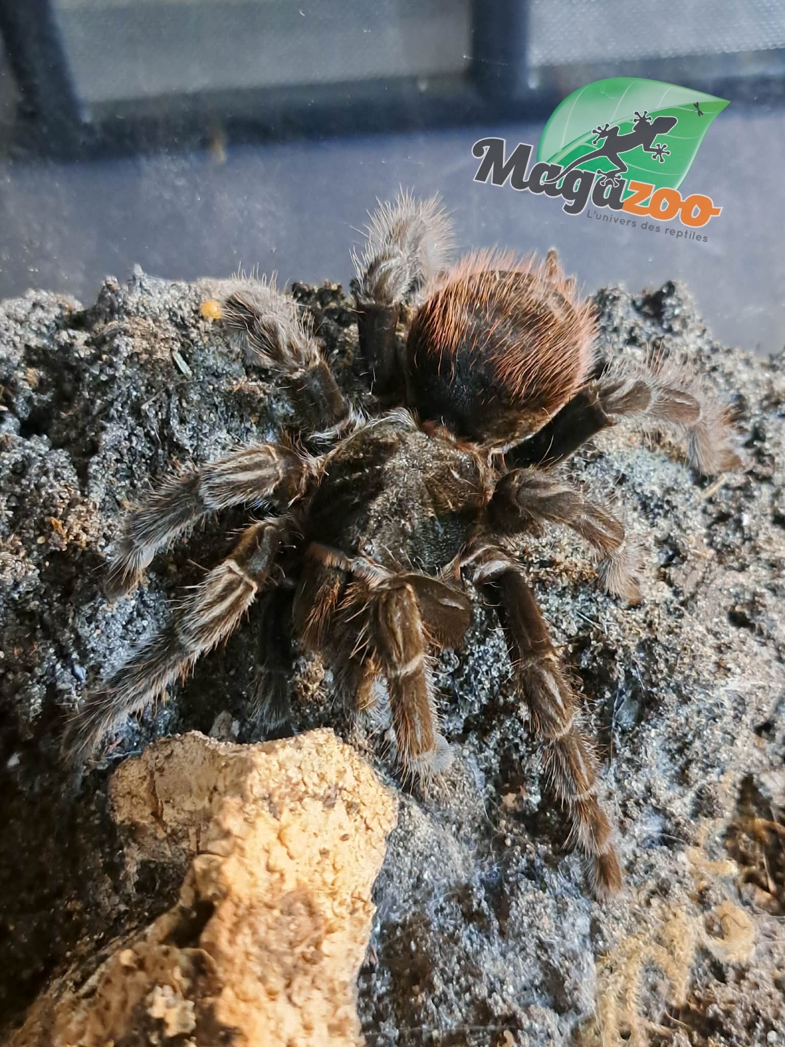 Magazoo Female Red rump tarantula 3'') Sold with terrarium 12X12X12"/ Tliltocatl vagans