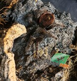 Magazoo Mygale à croupe rouge (Femelle 3'') Vendu avec terrarium 12X12X12"/ Tliltocatl vagans
