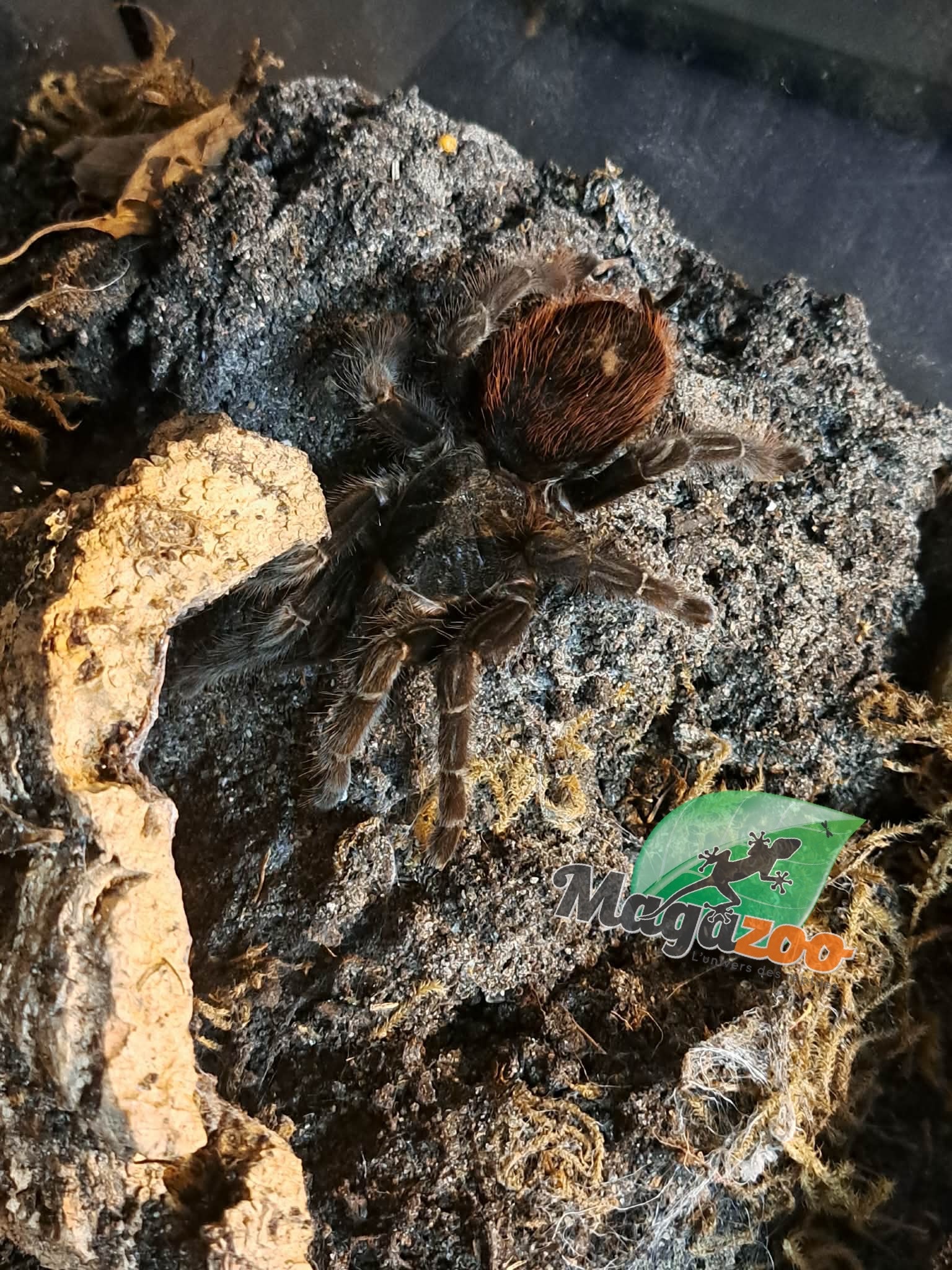 Magazoo Mygale à croupe rouge (Femelle 3'') Vendu avec terrarium 12X12X12"/ Tliltocatl vagans