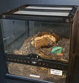 Magazoo Female Red rump tarantula 3'') Sold with terrarium 12X12X12"/ Tliltocatl vagans