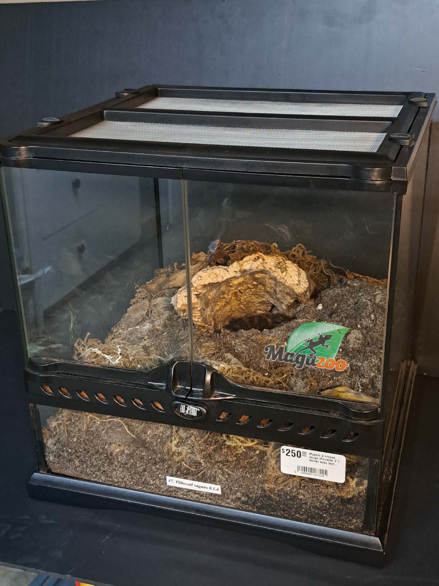 Magazoo Mygale à croupe rouge (Femelle 3'') Vendu avec terrarium 12X12X12"/ Tliltocatl vagans