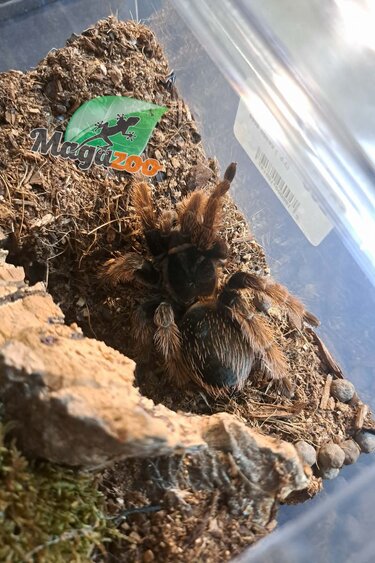 Magazoo Mygale rose mexicaine Femelle (3.5'') Vendu avec enclos 8X8X7''/Brachypelma klaasi