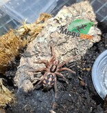 Magazoo Pumpkin patch tarantula 1'' (Sold with enclosure) / Hapalopus sp. Colombia Large