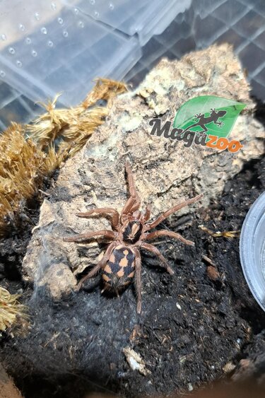 Magazoo Pumpkin patch tarantula 1'' (Sold with enclosure) / Hapalopus sp. Colombia Large