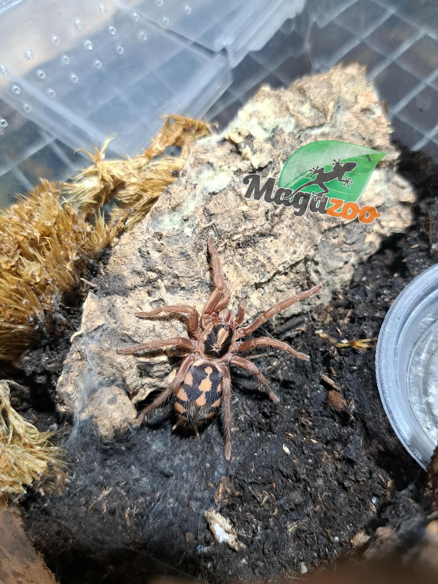 Magazoo Pumpkin patch tarantula 1'' (Sold with enclosure) / Hapalopus sp. Colombia Large