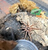 Magazoo Mygale citrouille 1'' (Vendu avec enclos) / Hapalopus sp. Colombia Large