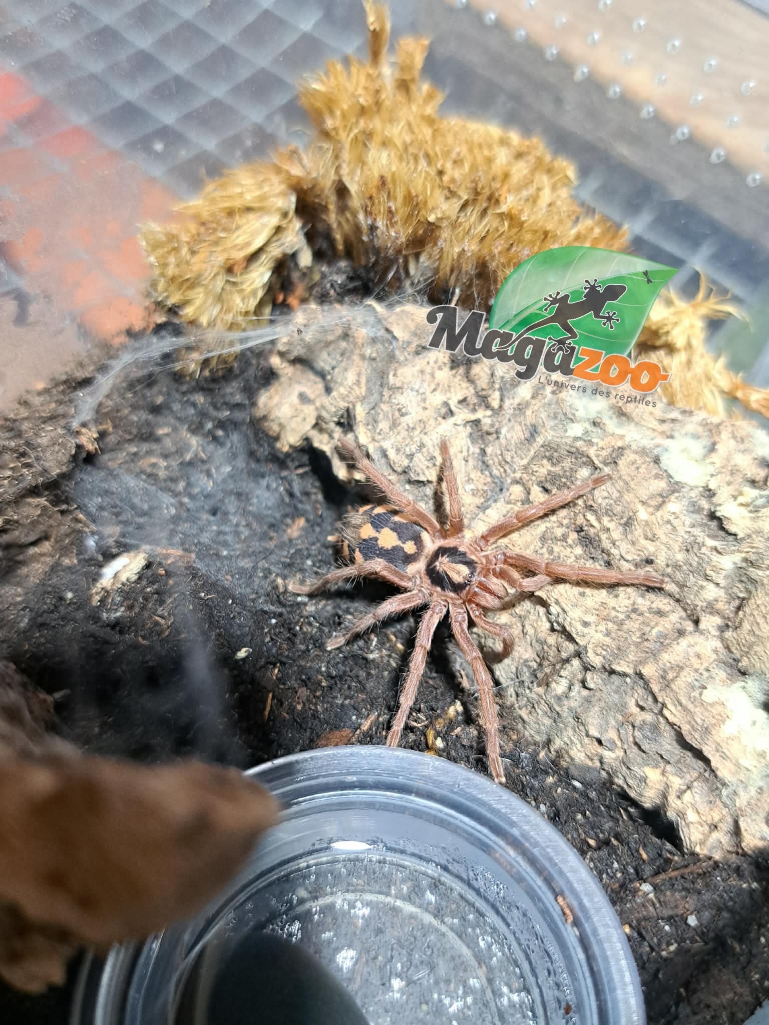Magazoo Pumpkin patch tarantula 1'' (Sold with enclosure) / Hapalopus sp. Colombia Large