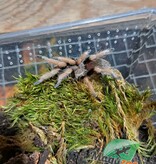 Magazoo Mygale mexicaine à jambes de sang Bébé (1.5'') Vendu avec enclos / Aphonopelma bicoloratum