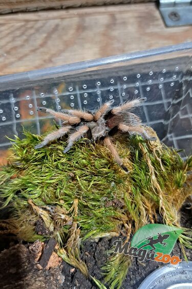 Magazoo Mygale mexicaine à jambes de sang Bébé (1.5'') Vendu avec enclos / Aphonopelma bicoloratum