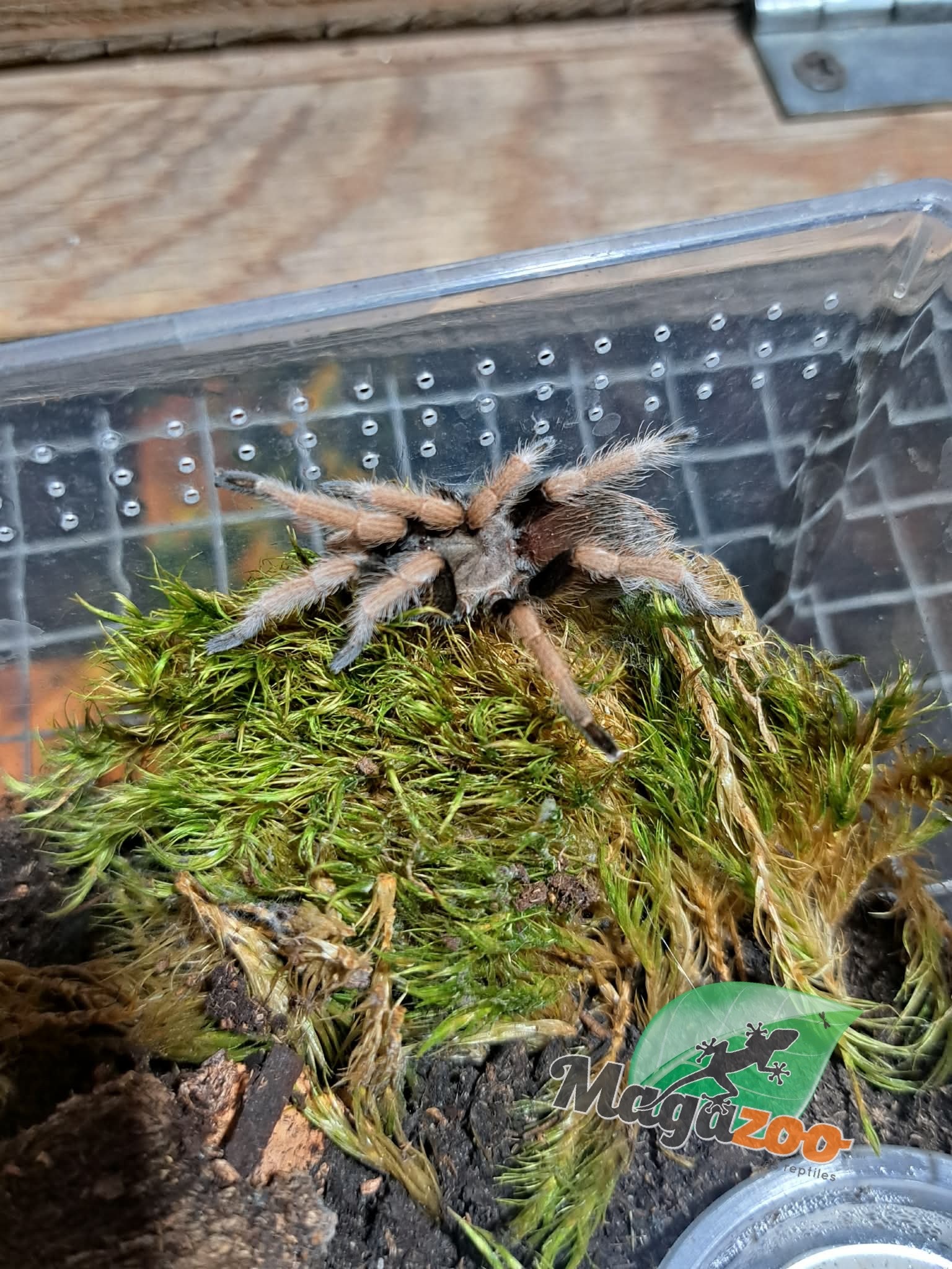 Magazoo Baby Mexican blood leg tarantula (1.5'') Sold with enclosure / Aphonopelma bicoloratum