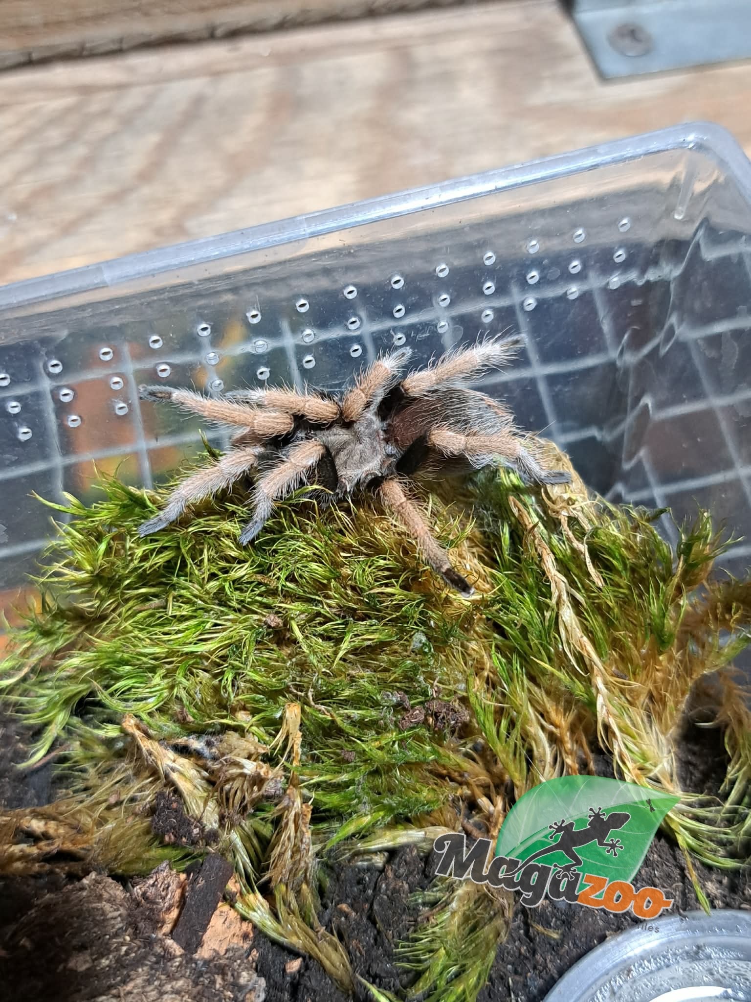 Magazoo Mygale mexicaine à jambes de sang Bébé (1.5'') Vendu avec enclos / Aphonopelma bicoloratum