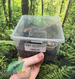 Magazoo Mygale brésilienne à tête rouge 1'' (Vendu avec enclos) / Bumba horrida