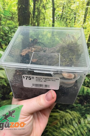 Magazoo Brazilian Redhead Tarantula 1'' (Sold with enclosure) / Bumba horrida